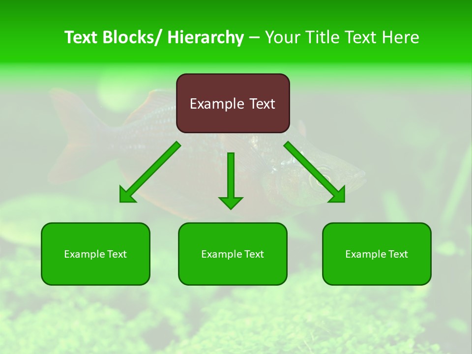 Tropical Fish Glossolepis Incisus Freshwater Aquarium PowerPoint Template