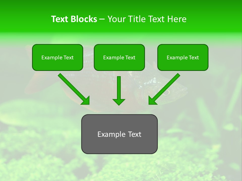 Tropical Fish Glossolepis Incisus Freshwater Aquarium PowerPoint Template