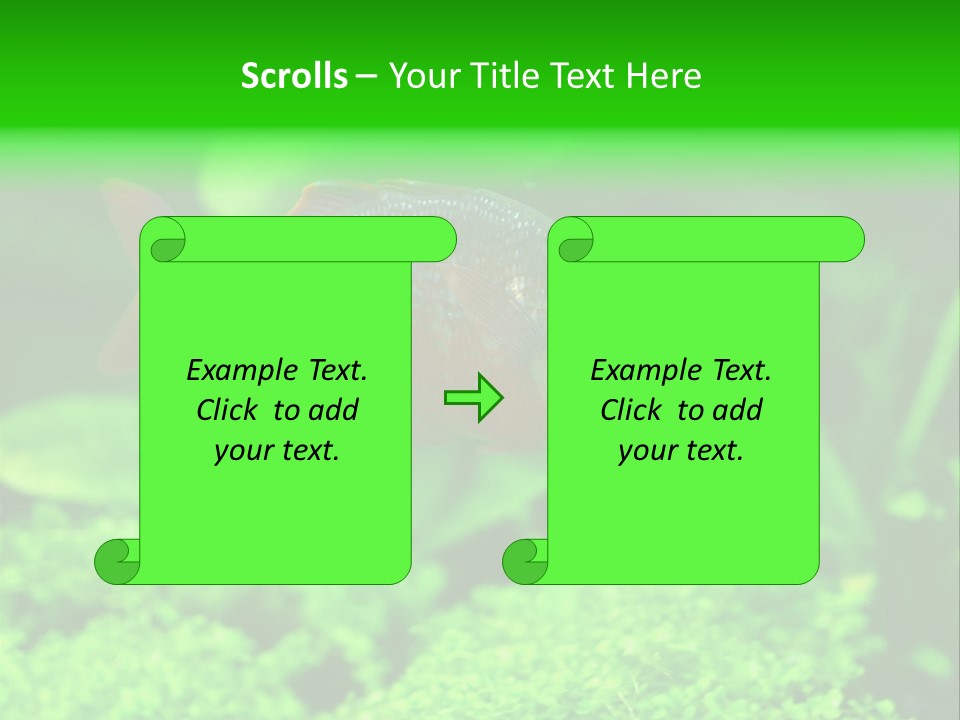 Tropical Fish Glossolepis Incisus Freshwater Aquarium PowerPoint Template