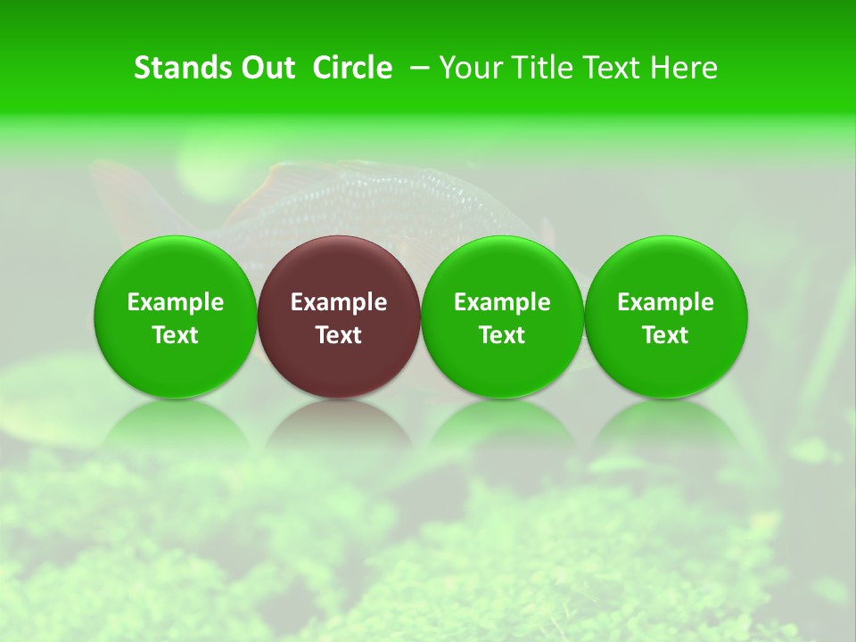 Tropical Fish Glossolepis Incisus Freshwater Aquarium PowerPoint Template