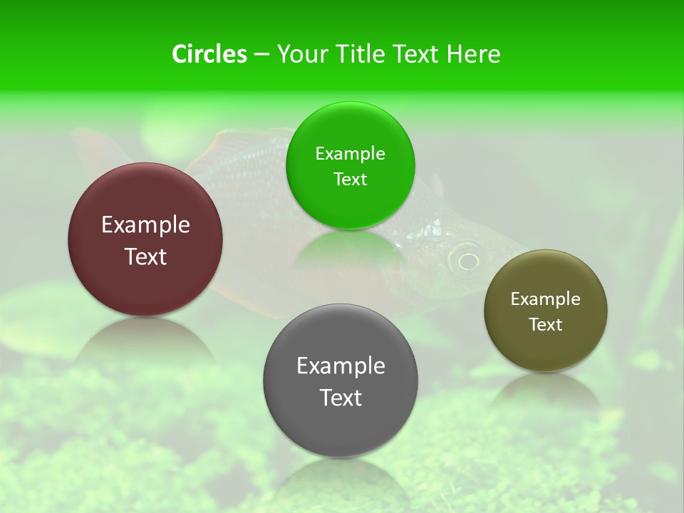 Tropical Fish Glossolepis Incisus Freshwater Aquarium PowerPoint Template