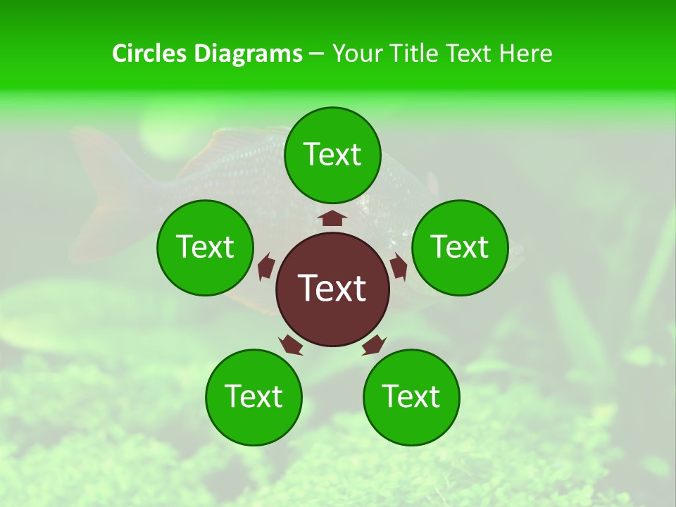 Tropical Fish Glossolepis Incisus Freshwater Aquarium PowerPoint Template