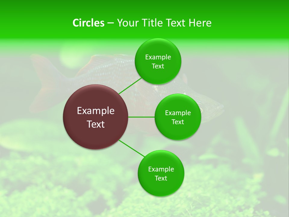 Tropical Fish Glossolepis Incisus Freshwater Aquarium PowerPoint Template