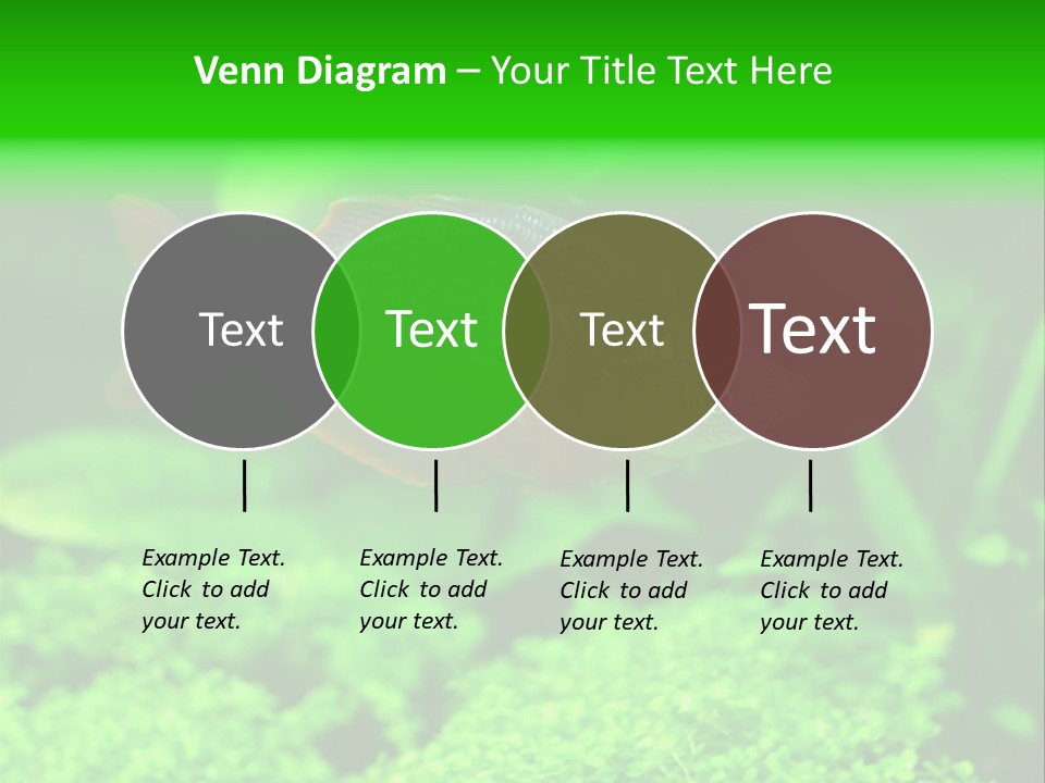 Tropical Fish Glossolepis Incisus Freshwater Aquarium PowerPoint Template
