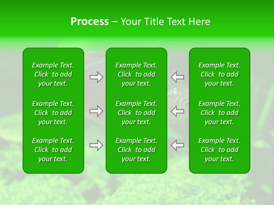 Tropical Fish Glossolepis Incisus Freshwater Aquarium PowerPoint Template