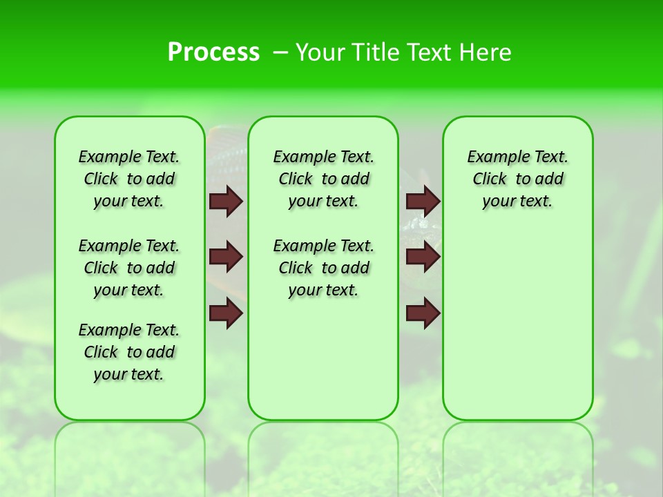 Tropical Fish Glossolepis Incisus Freshwater Aquarium PowerPoint Template