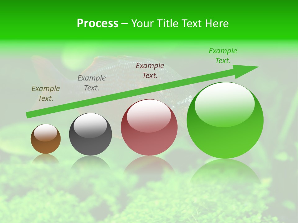 Tropical Fish Glossolepis Incisus Freshwater Aquarium PowerPoint Template