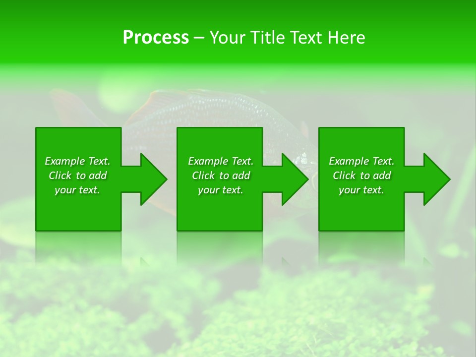 Tropical Fish Glossolepis Incisus Freshwater Aquarium PowerPoint Template