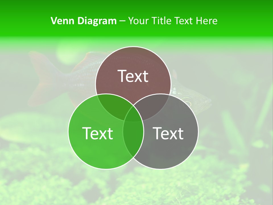 Tropical Fish Glossolepis Incisus Freshwater Aquarium PowerPoint Template