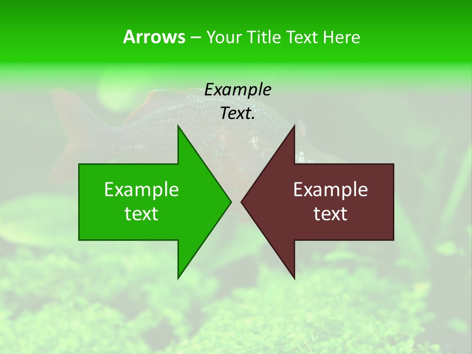 Tropical Fish Glossolepis Incisus Freshwater Aquarium PowerPoint Template