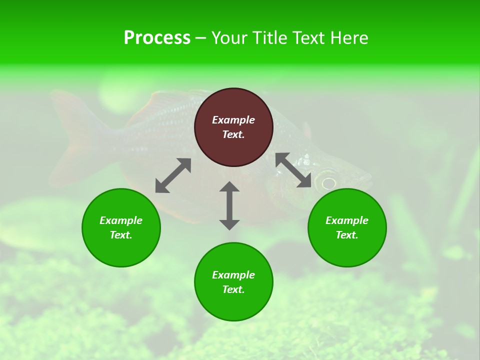 Tropical Fish Glossolepis Incisus Freshwater Aquarium PowerPoint Template