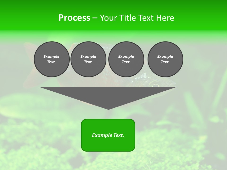 Tropical Fish Glossolepis Incisus Freshwater Aquarium PowerPoint Template