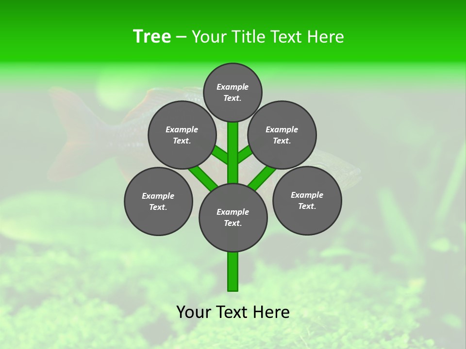 Tropical Fish Glossolepis Incisus Freshwater Aquarium PowerPoint Template