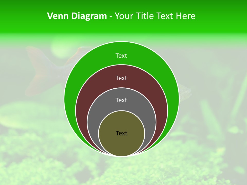 Tropical Fish Glossolepis Incisus Freshwater Aquarium PowerPoint Template