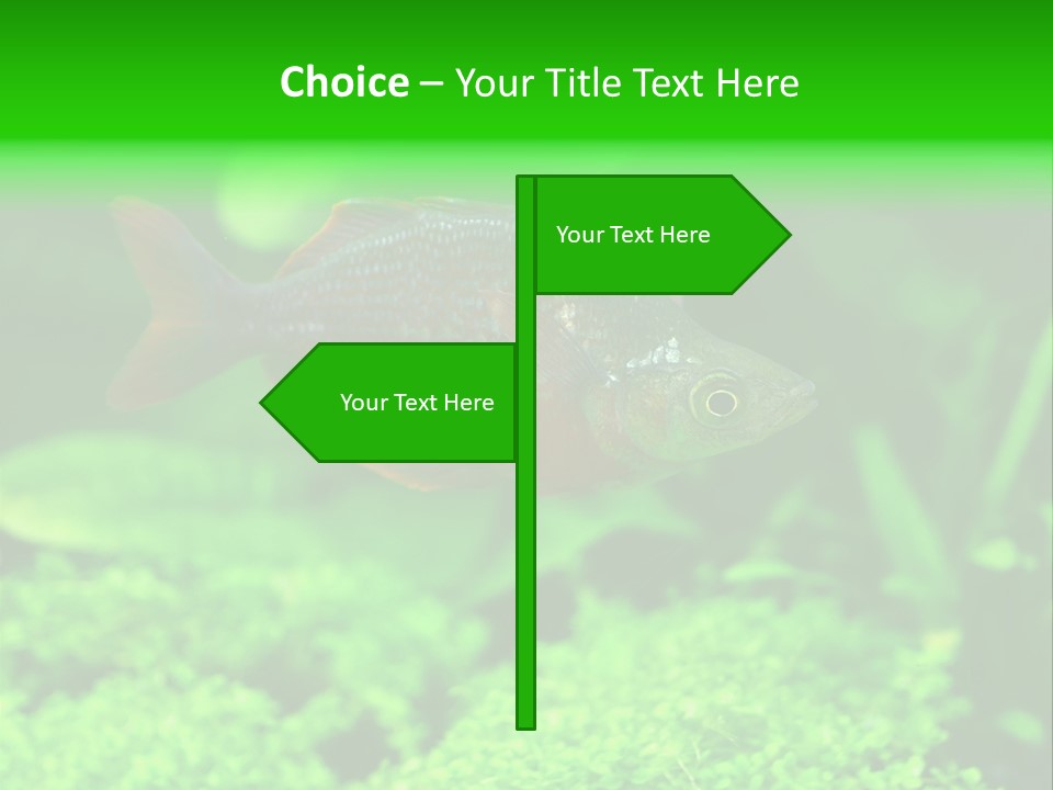 Tropical Fish Glossolepis Incisus Freshwater Aquarium PowerPoint Template