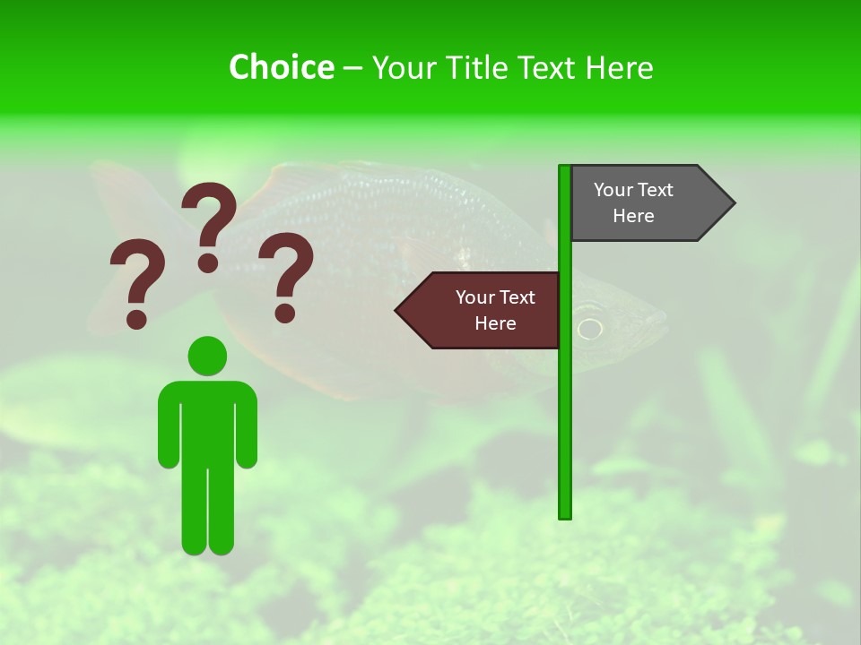 Tropical Fish Glossolepis Incisus Freshwater Aquarium PowerPoint Template