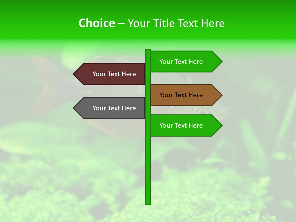 Tropical Fish Glossolepis Incisus Freshwater Aquarium PowerPoint Template