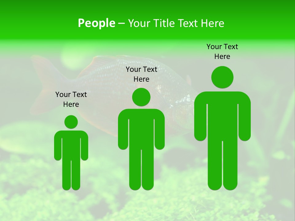 Tropical Fish Glossolepis Incisus Freshwater Aquarium PowerPoint Template