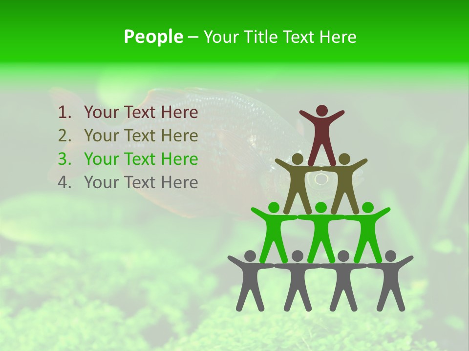 Tropical Fish Glossolepis Incisus Freshwater Aquarium PowerPoint Template