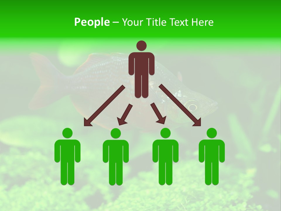 Tropical Fish Glossolepis Incisus Freshwater Aquarium PowerPoint Template