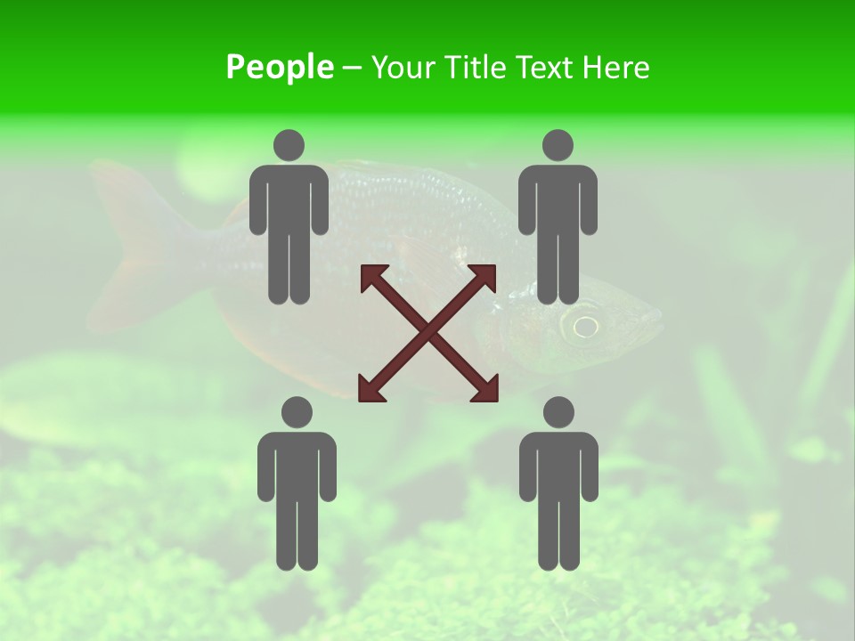 Tropical Fish Glossolepis Incisus Freshwater Aquarium PowerPoint Template