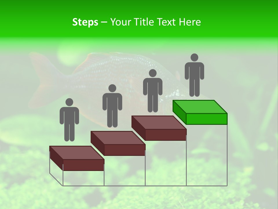 Tropical Fish Glossolepis Incisus Freshwater Aquarium PowerPoint Template