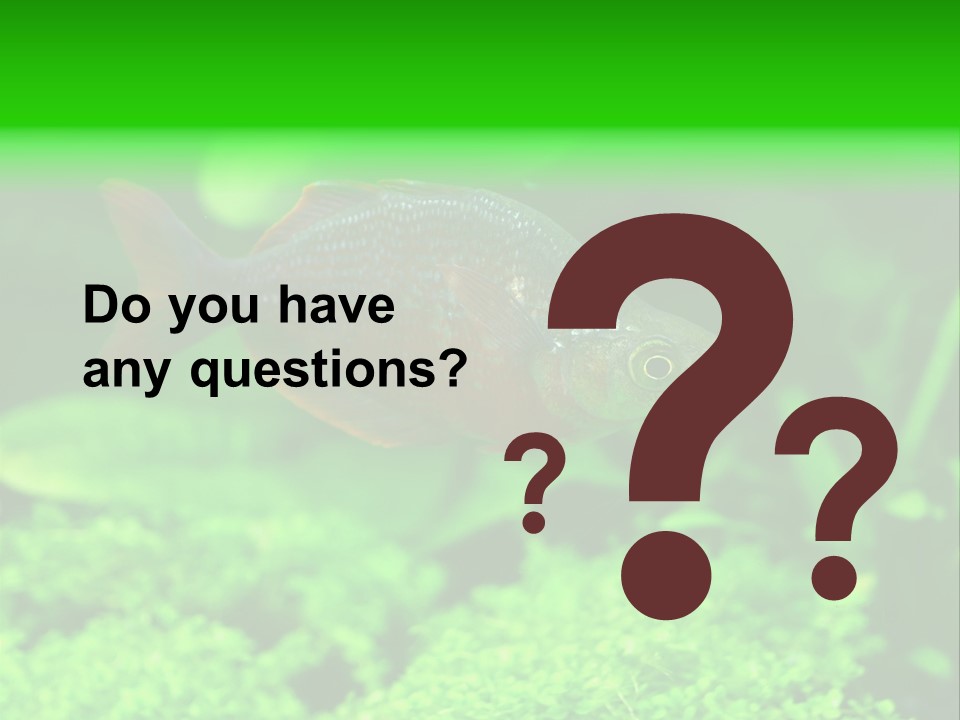 Tropical Fish Glossolepis Incisus Freshwater Aquarium PowerPoint Template