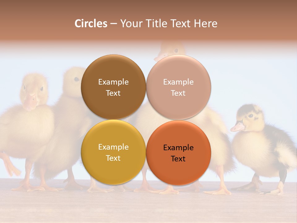 Egg Detail Few PowerPoint Template