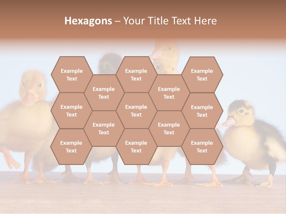 Egg Detail Few PowerPoint Template