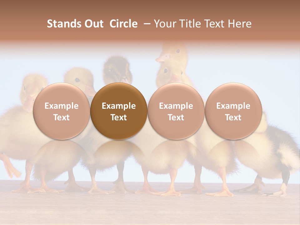 Egg Detail Few PowerPoint Template