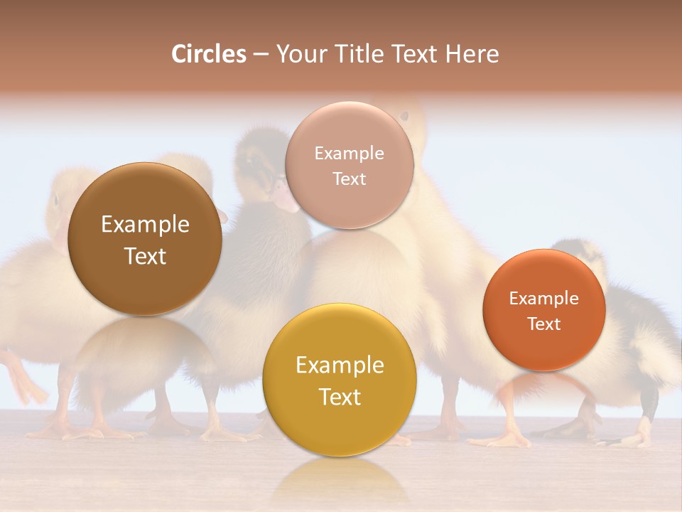 Egg Detail Few PowerPoint Template