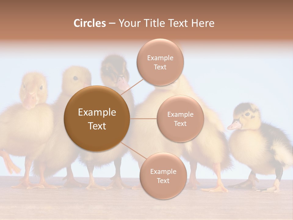 Egg Detail Few PowerPoint Template