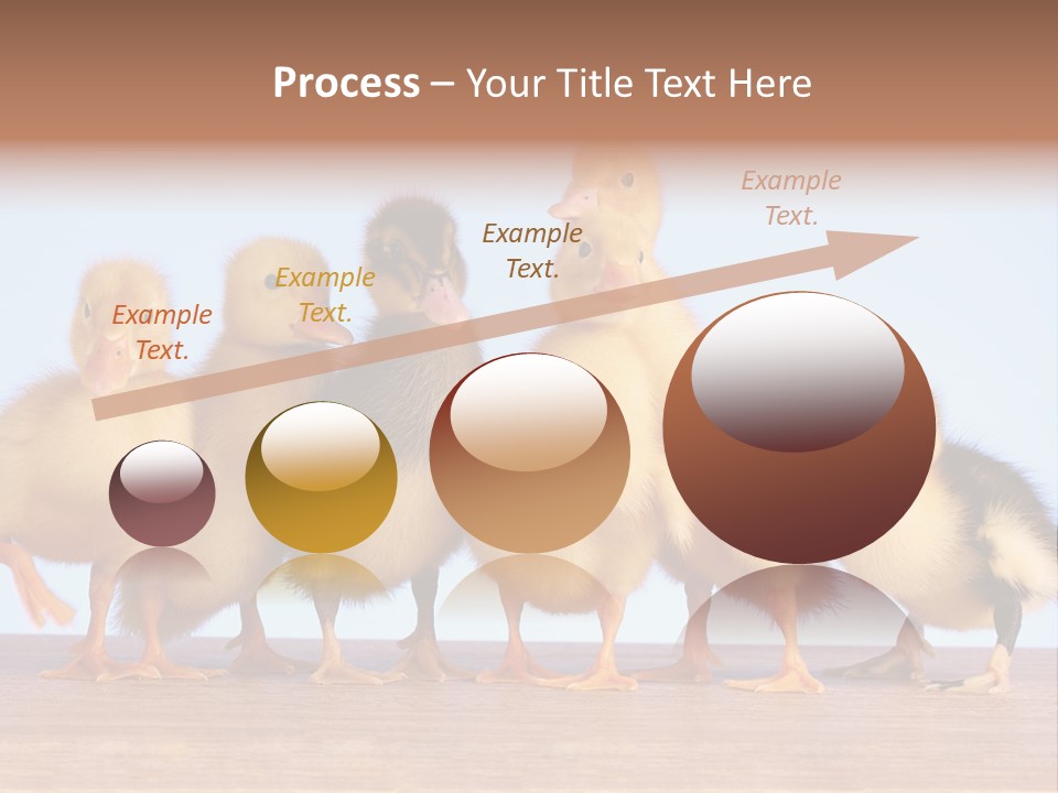Egg Detail Few PowerPoint Template