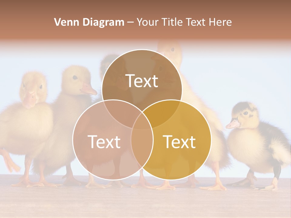 Egg Detail Few PowerPoint Template