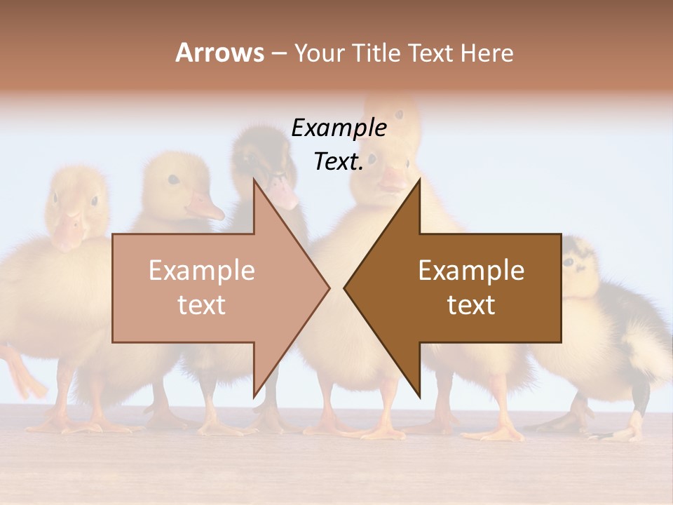 Egg Detail Few PowerPoint Template
