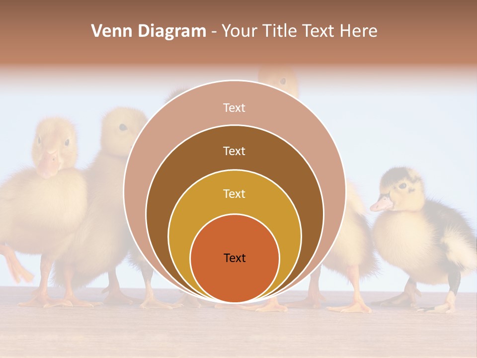 Egg Detail Few PowerPoint Template