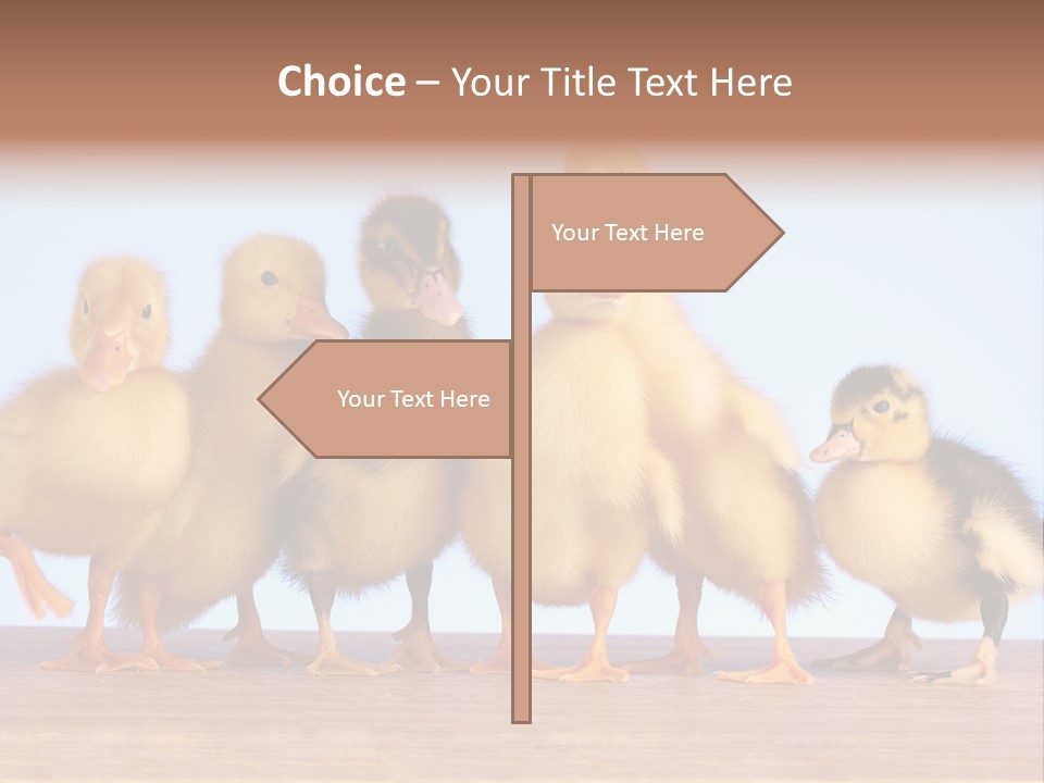 Egg Detail Few PowerPoint Template