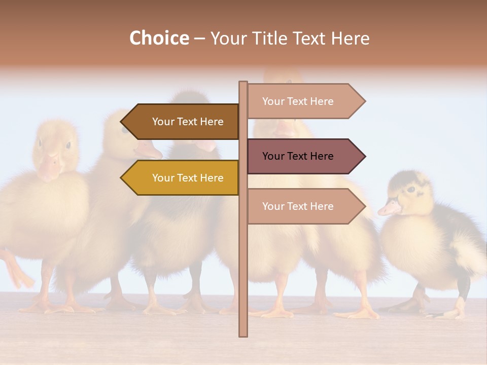 Egg Detail Few PowerPoint Template