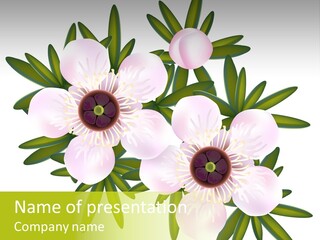 Pink Leptospermum Nature PowerPoint Template