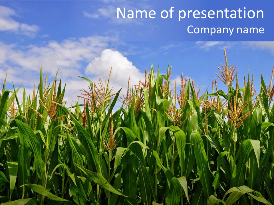 Field Summer Crop PowerPoint Template