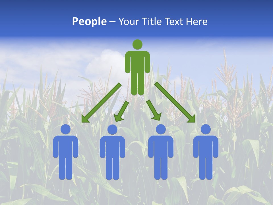 Field Summer Crop PowerPoint Template