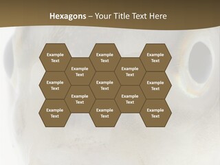 Animal Fish Organism PowerPoint Template