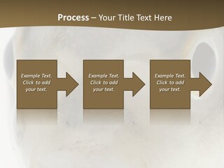 Animal Fish Organism PowerPoint Template