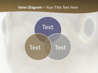 Animal Fish Organism PowerPoint Template