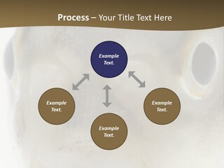 Animal Fish Organism PowerPoint Template