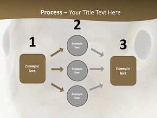 Animal Fish Organism PowerPoint Template