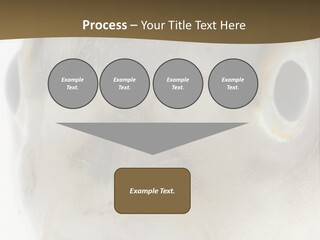 Animal Fish Organism PowerPoint Template