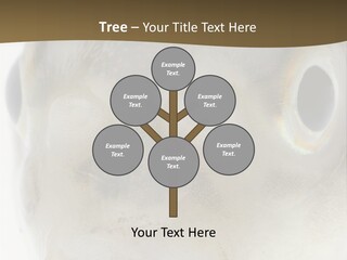 Animal Fish Organism PowerPoint Template