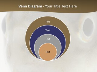 Animal Fish Organism PowerPoint Template