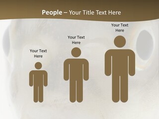 Animal Fish Organism PowerPoint Template